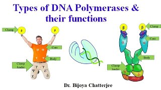 Types of DNA Polymerases [upl. by Ajnat]