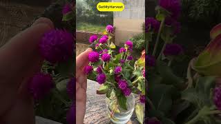 Gomphrena Flowers  Long lasting Hardy Plants Shorts [upl. by Bolten]