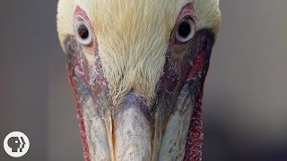 How Do Pelicans Survive Their DeathDefying Dives  Deep Look [upl. by Northington919]