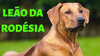 O ataque e o temperamento do LEÃO DA RODÉSIA  RHODESIAN RIDGEBACK Tudo sobre a raça [upl. by Eniamreg]