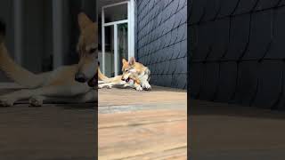 Sweetest Wolfdog Ever Enjoying a Bone on the Terrace 🐾 [upl. by China737]