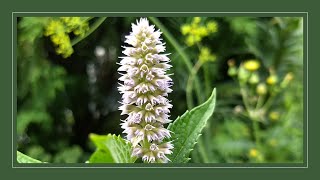 Plant for Bees Anise Hyssop  Agastache Foeniculum [upl. by Acirfa]