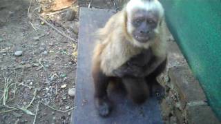 FEMALE CAPUCHIN MATING BEHAVIOR [upl. by Weider]