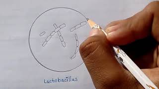 Diagram of Lactobacillus  How to draw labelled diagram of Lactobacillus  What is Lactobacillus [upl. by Dripps]