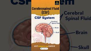 Cerebrospinal Fluid CSF csf cerebrospinalfluid nursing testpaperlive shortvideo [upl. by Notnel]