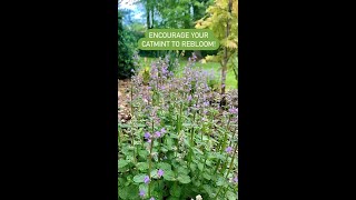 Encourage Your Catmint to Bloom Again shorts perennial gardening summergarden [upl. by Deborah]