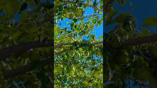 fruit naturallifeb naturalclips naturelife ytshorts mustangnepal mustangnepal mountains [upl. by Duck]