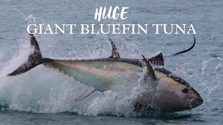 UNBELIEVABLE Giant Bluefin TUNA chasing Garfish in South Devon [upl. by Ynnij]