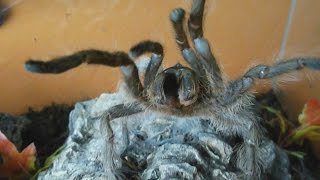 Very rare aggressive HISSING tarantula Monocentropus lambertoni Inferion7 [upl. by Dannon]