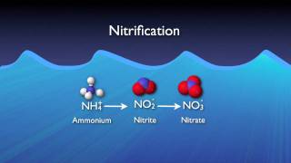 Nitrogen Removal Basics [upl. by Lilllie266]