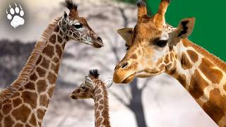 Au Cœur de la Savane  La Vie Captivante dune Girafe  Reproduction  Documentaire  AMP [upl. by Nivalc]