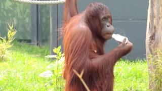 Orangutan Drinking Water From Bottle [upl. by Thamora]