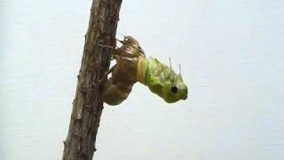 Cicada Molting [upl. by Inal]