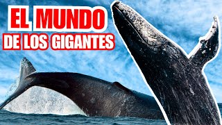 💥BALLENAS Comunicación Características Anatomía Reproducción y Datos 2024 [upl. by Adliw222]