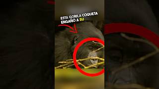 Freaky Gorilla Engañó a Su Marido 😱 [upl. by Luhar]