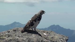 WT ptarmigan flutter flight and display call by ktbirdingcom [upl. by Beattie]