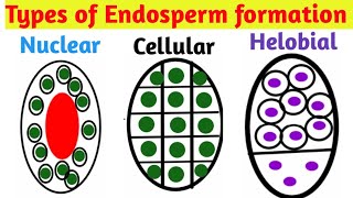 Types of Endosperm formation  Nuclear type Cellular type Helobial type  Pravin Bhosale [upl. by Orvan752]