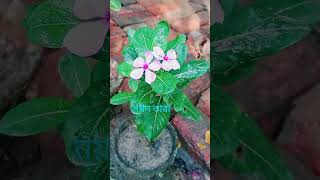 🌸নয়নতারা ফুলCatharanthus roseusgardening 🌸 [upl. by Falda]