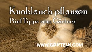 Knoblauch pflanzen  Fünf Tipps vom Gärtner [upl. by Asilem]