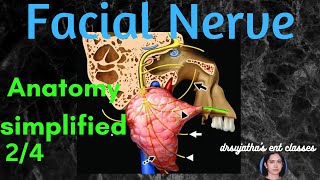 015 Anatomy of Facial Nerve  Part 24 facial nerve anatomy [upl. by Attenyl]