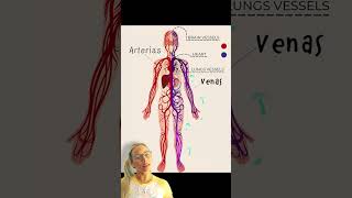 Venas y arterias biologia anatomia [upl. by Eeram]