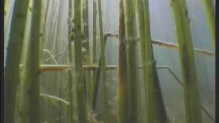 Diving in Lake Titicaca in search for the holy frog Kairawmv [upl. by Herbie345]