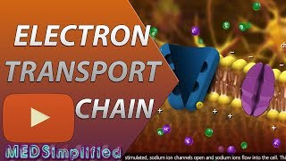 Electron Transport Chain ETC Made Easy [upl. by Notla372]