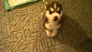 Husky puppossibly worlds smallestquot Remmyquot 8 wk old Husky pup Sits and speaks on command [upl. by Ocir]