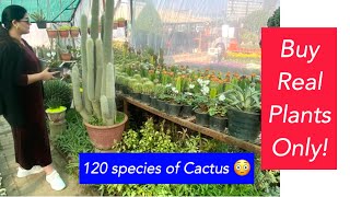 120 species of Cactus plant  Rare cactus plants  Best plants nursery in RawalpindiIslamabad [upl. by Thurnau]