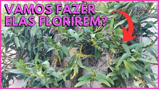 FAÇA A SUA ORQUÍDEA OLHO DE BONECA FLORIR SEGUINDO PASSOS SIMPLES☝️ [upl. by Edric]