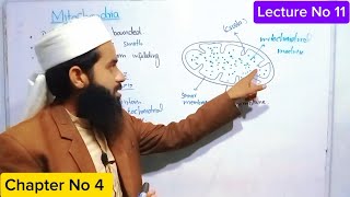 Mitochondria in Urdu Hindi class 9th biology  Chap04  Lec11 by profM Saifullah [upl. by King]