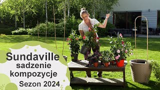 Sundaville w kompozycjach Jak je sadzić z innymi roślinami Sezon 2024 [upl. by Ynnahc]