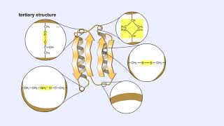 Protein Structure  Primary Secondary Tertiary and Quaternary [upl. by Victoria653]