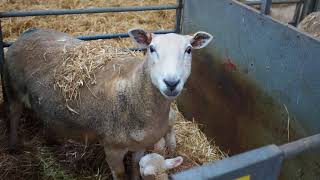 A look at our lambing shed in action Innovative Sheep Breeding [upl. by Hermann]