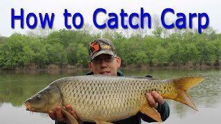 How to Catch Carp  for Beginners [upl. by Musihc]