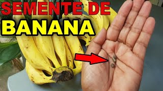 GLOBO RURAL  AGRÔNOMO EXPLICA QUE ALGUNS TIPOS DE BANANAS PODEM TER SEMENTES [upl. by Buzzell]