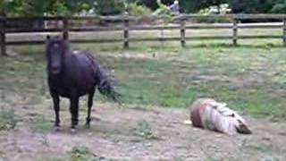 Falabella Miniature Horses [upl. by Wiese506]