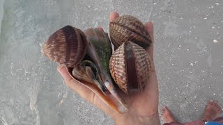 Great Heart Cockles and other seashells at low tide [upl. by Notsle]