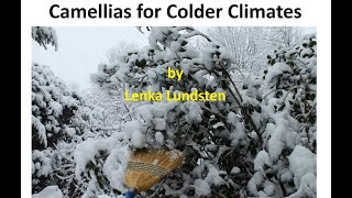 Camellias for Colder Climates [upl. by Akinert]