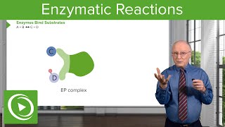 Enzymatic Reactions Types of Reactions amp Enzymes – Biochemistry  Lecturio [upl. by Lemart527]