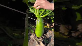 😱Chinese new vegetable 🥶 radish farming video [upl. by Larcher114]