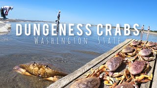 Dungeness Crab June 2023 Washington State [upl. by Eical]