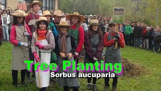 Tree Planting Sorbus aucuparia [upl. by Aicitan]