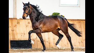 Con Corneto born 2020 LICENSED STALLION by Contendro I  Cornet Obolensky [upl. by Ydnelg]