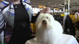 Why We Adore the Coton de Tulear [upl. by Cheung]