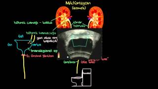 Ürinasyon İdrara Çıkmak Boşaltım Sistemi Sağlık Bilgisi ve Tıp [upl. by Nnayhs492]