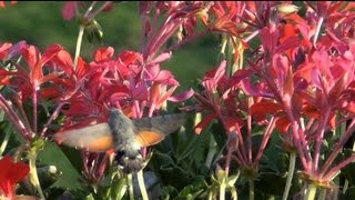 Fruczak gołąbek Macroglossum stellatarum  polski koliber Full HD 1080p [upl. by Navy]