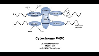 Cytochrome P450  Cytochrome P450 for Xenobiotic Metabolism [upl. by Leirum]