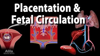 Embryology Development of the Placenta and Fetal Circulation Animation [upl. by Zzabahs]