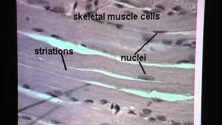 Skeletal Muscle Tissue [upl. by Arym690]